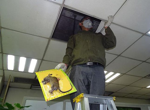 阜陽(yáng)滅鼠電話(huà)